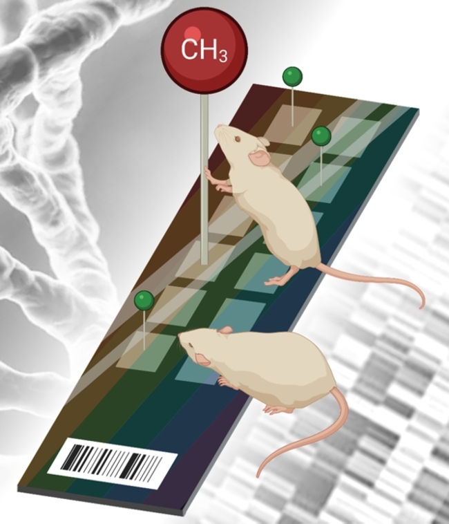Proven an easy way to study the mouse epigenome