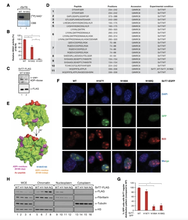 Identified a new regulatory mechanism of response to metabolic stress that may be relevant for the treatment of leukemia